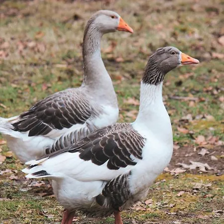 Baumzelt Eichhoernchenkobel Ulmen